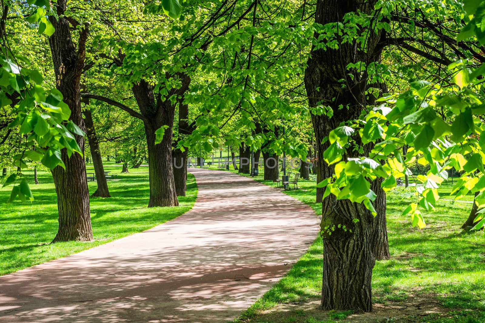 Green park with lawn and trees in a city
