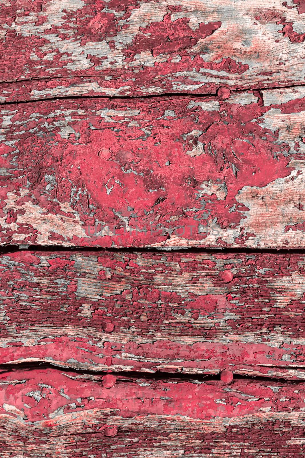 Fuchsia background. Old paint cracked on a wooden planks.