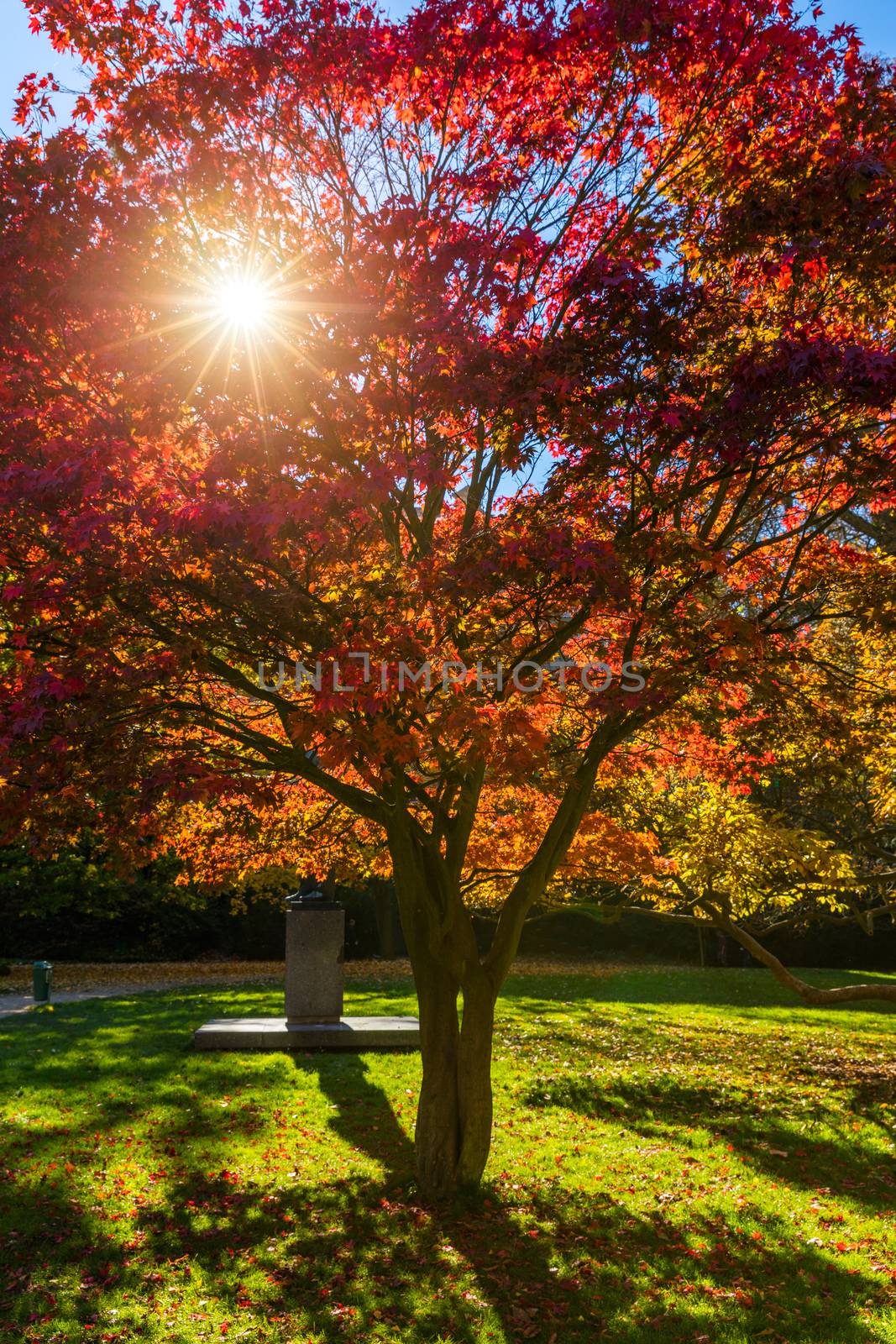Autumn landscape tree with golden leaves in autumn and sunrays. Beautiful landscape with magic autumn trees and fallen leaves