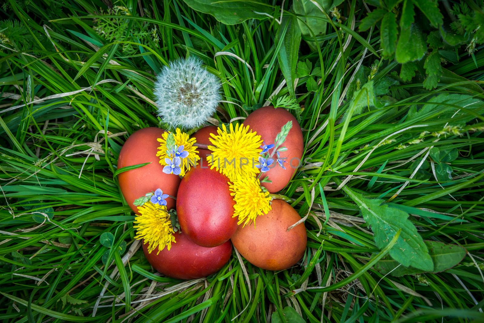 Red easter eggs on the grass with flowers and blowballs, naturally colored easter eggs with onion husks. Happy Easter, Christian religious holiday.