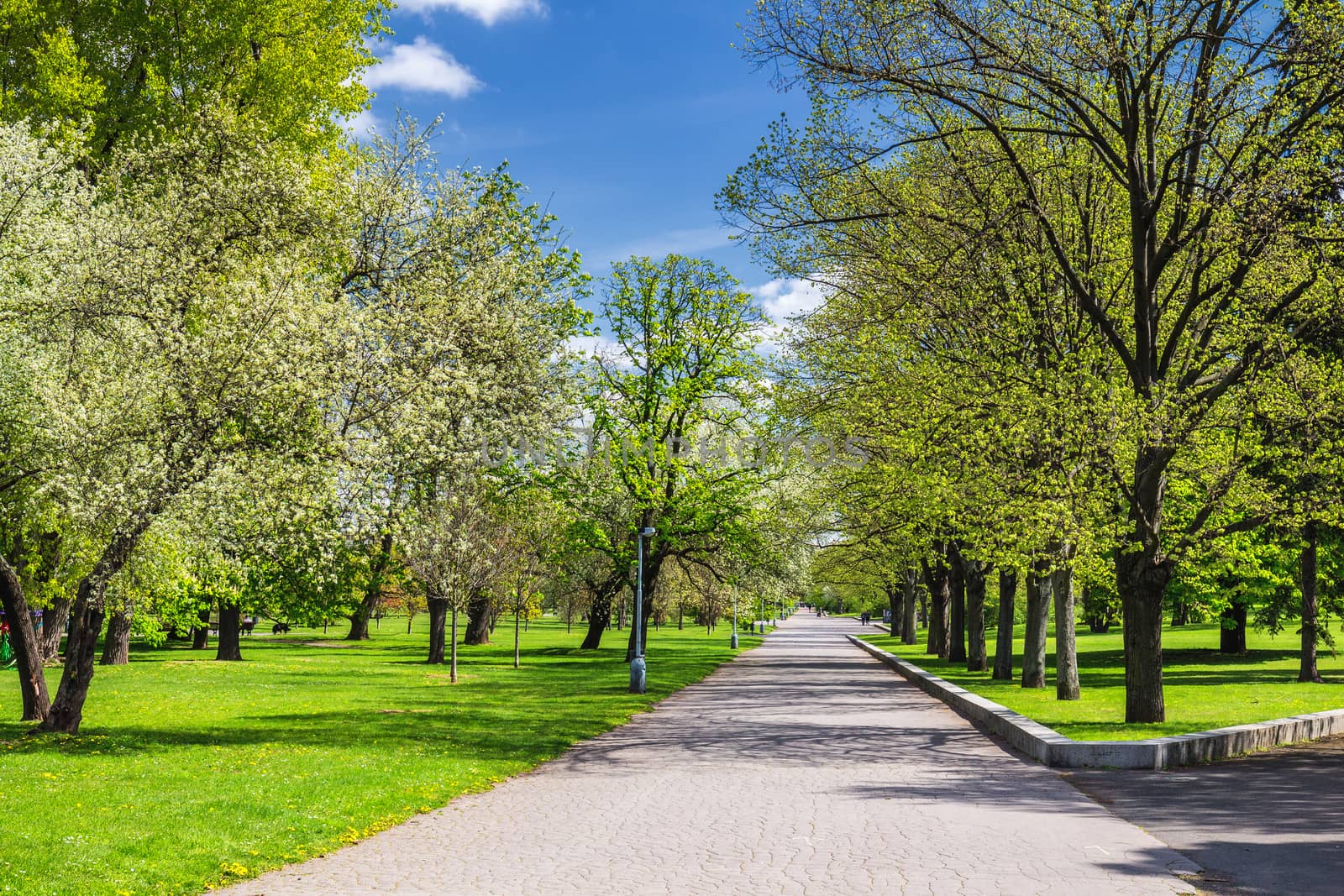 Park in the spring with green lawn, sun light. Stone pathway in a green park