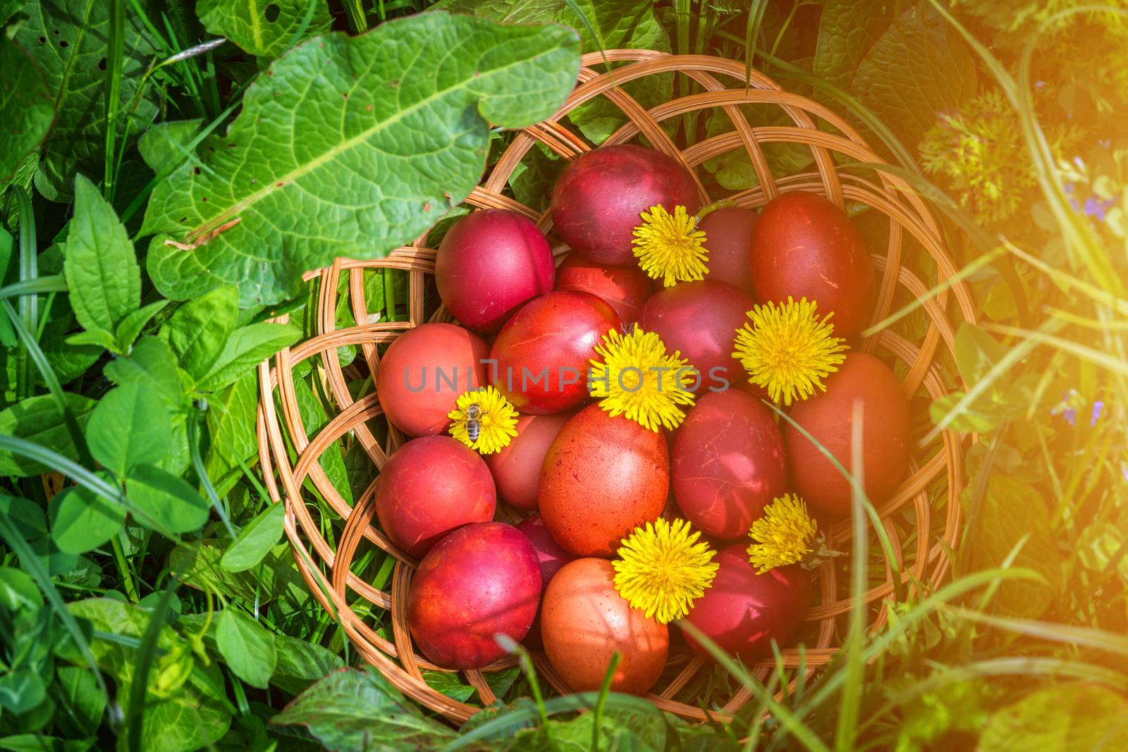 Red easter eggs on the grass with flowers and blowballs, naturally colored easter eggs with onion husks. Happy Easter, Christian religious holiday.