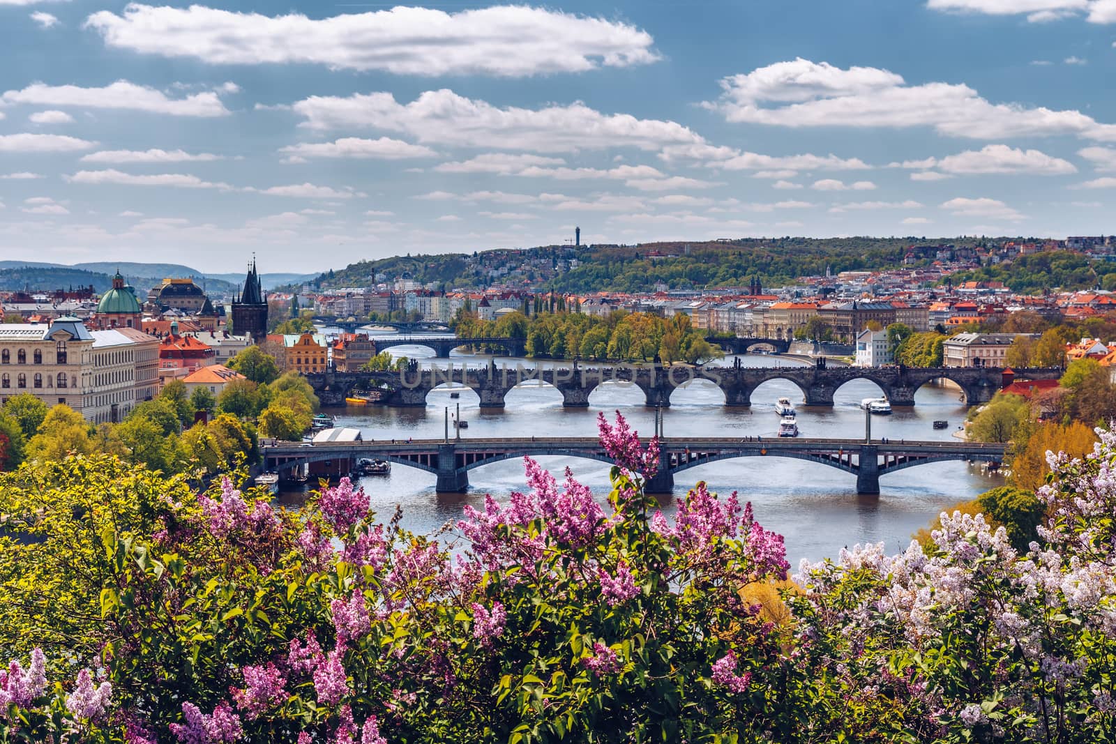 The blooming bush of lilac against Vltava river and Charles bridge, Prague