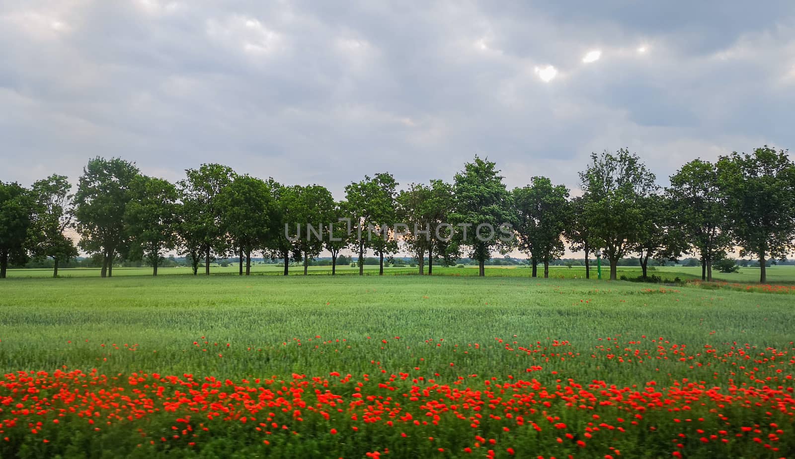 Green field with few poppy flowers in front of Line of green trees at sunny morning by Wierzchu