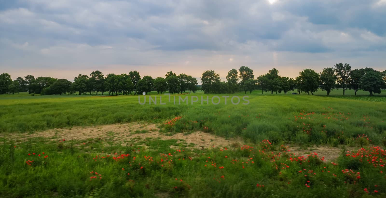 Green field with few poppy flowers in front of Line of green trees at sunny morning