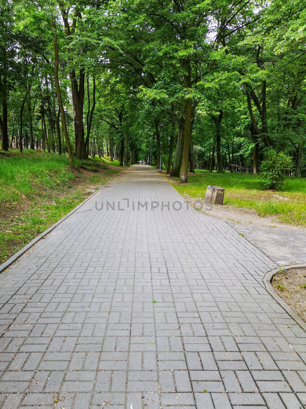 Long concrete path in park between lamps and trees