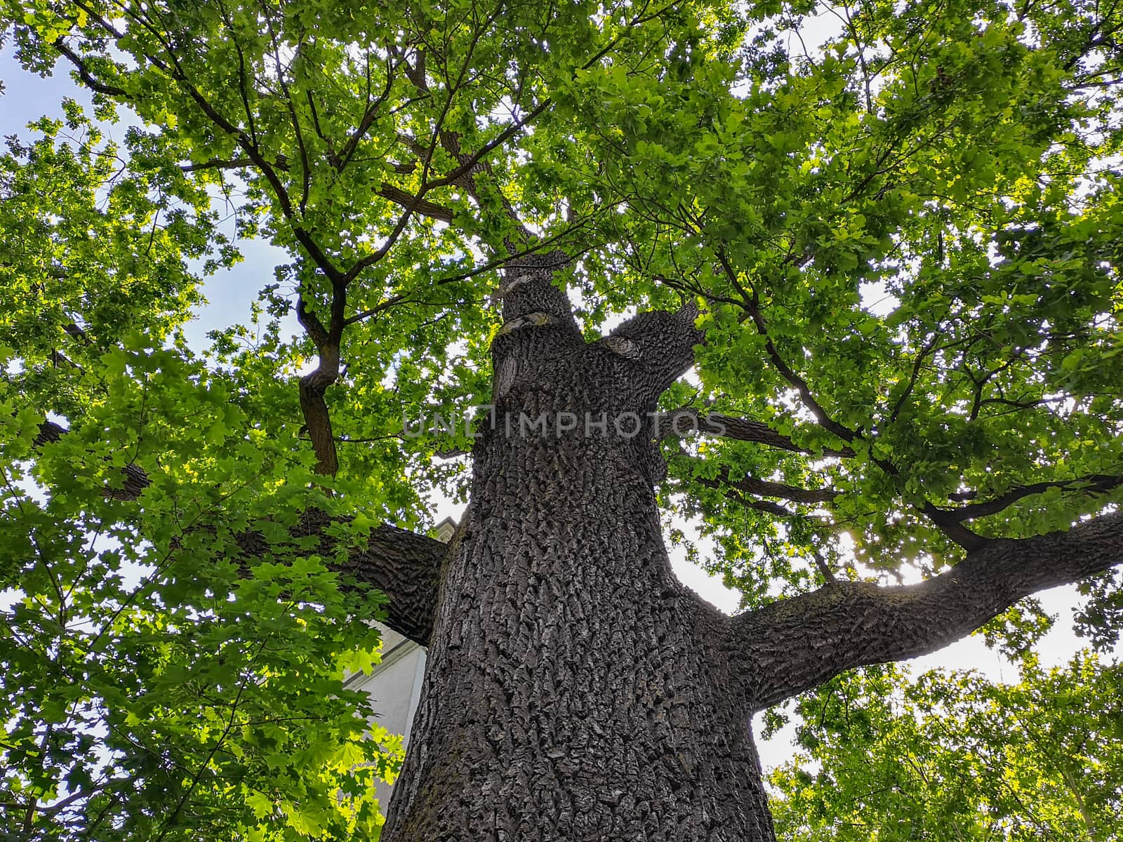 Upward look to old big tree with huge green crown