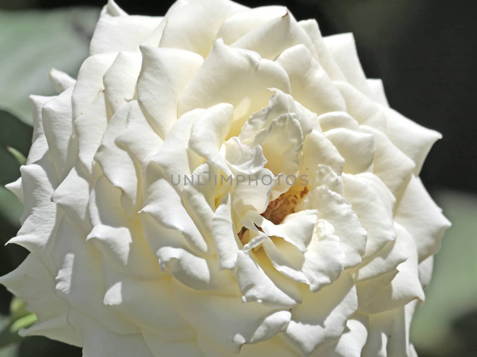 macro white rose on garden by alex_nako