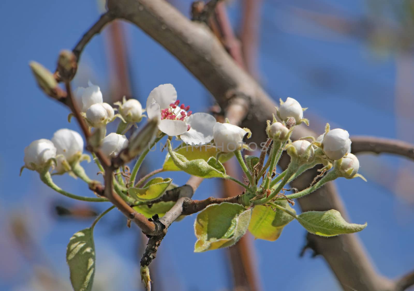 spring cherry flower macro close up by alex_nako