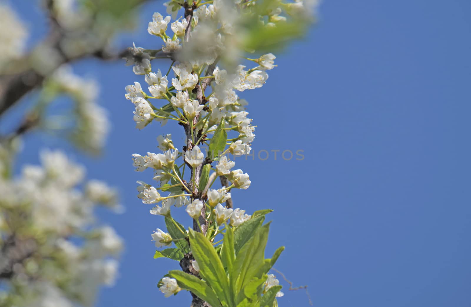 spring cherry flower tree macro close up