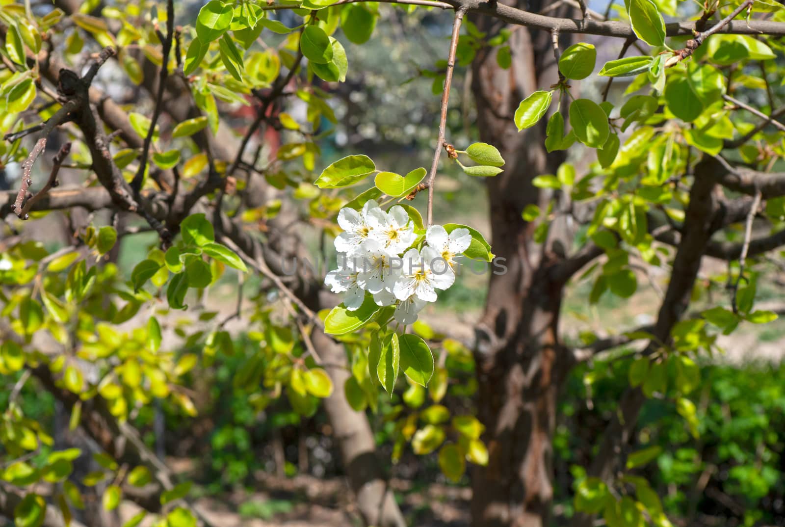 spring cherry flower macro close up by alex_nako