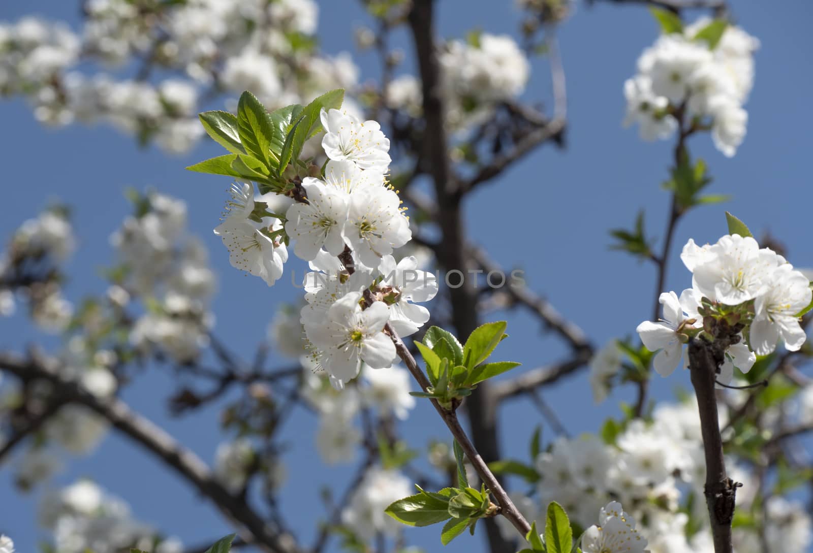 spring cherry flower tree macro close up