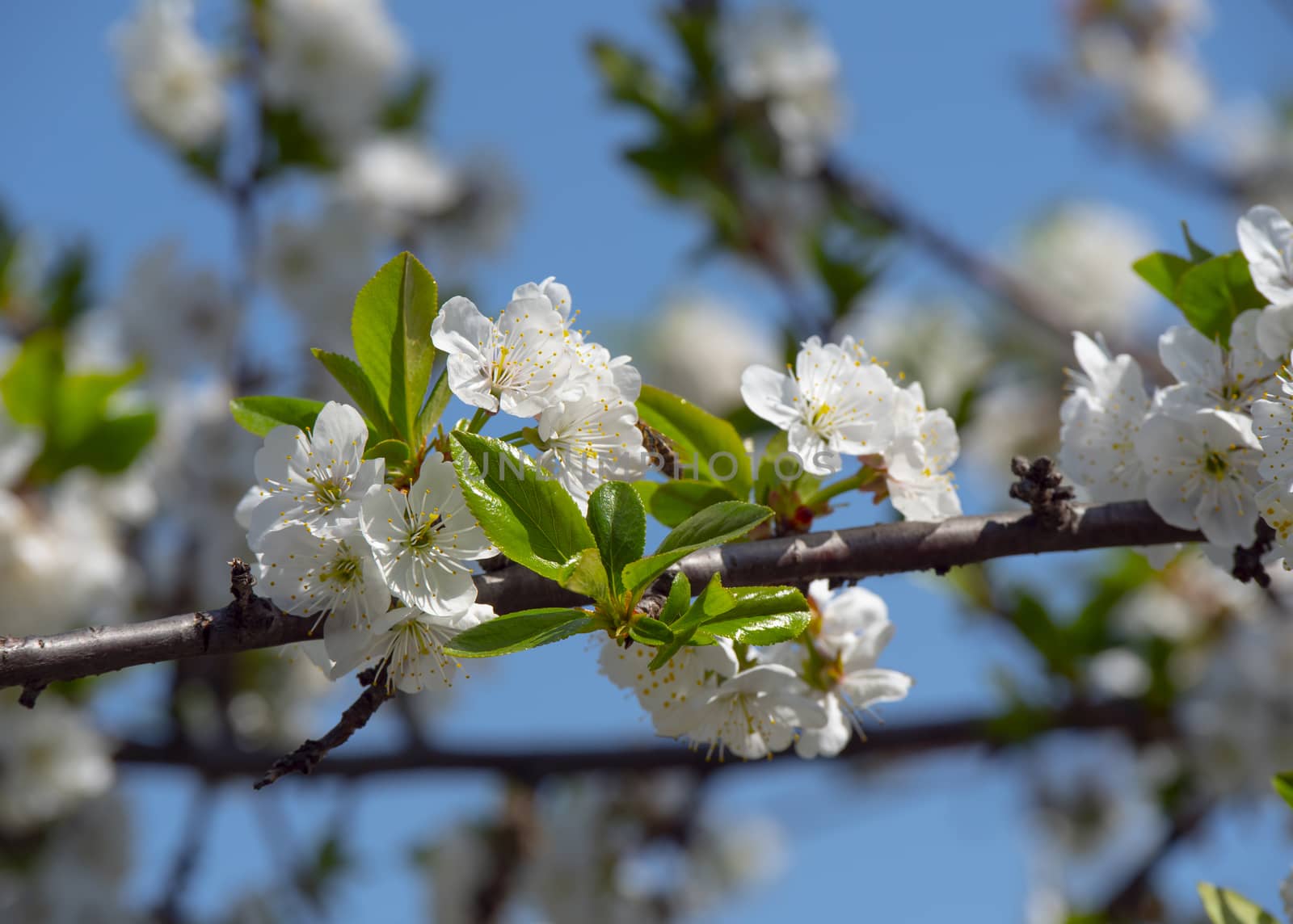 spring cherry flower macro close up by alex_nako