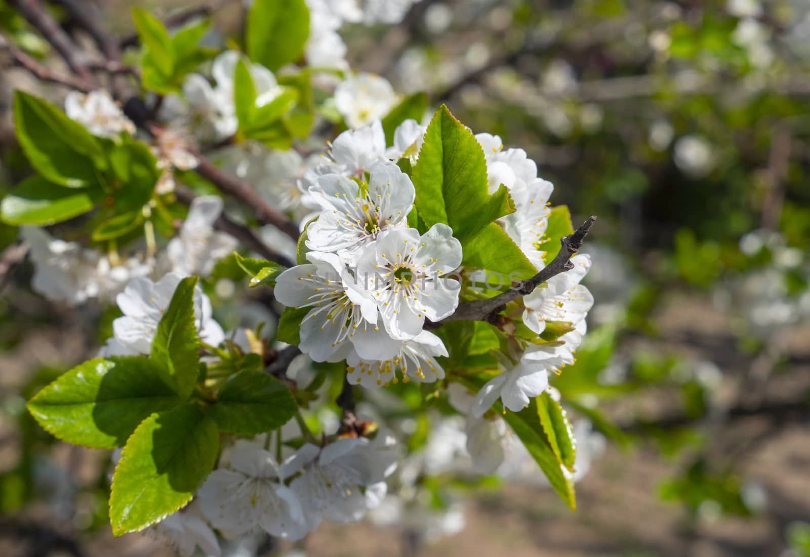 spring cherry flower tree macro close up