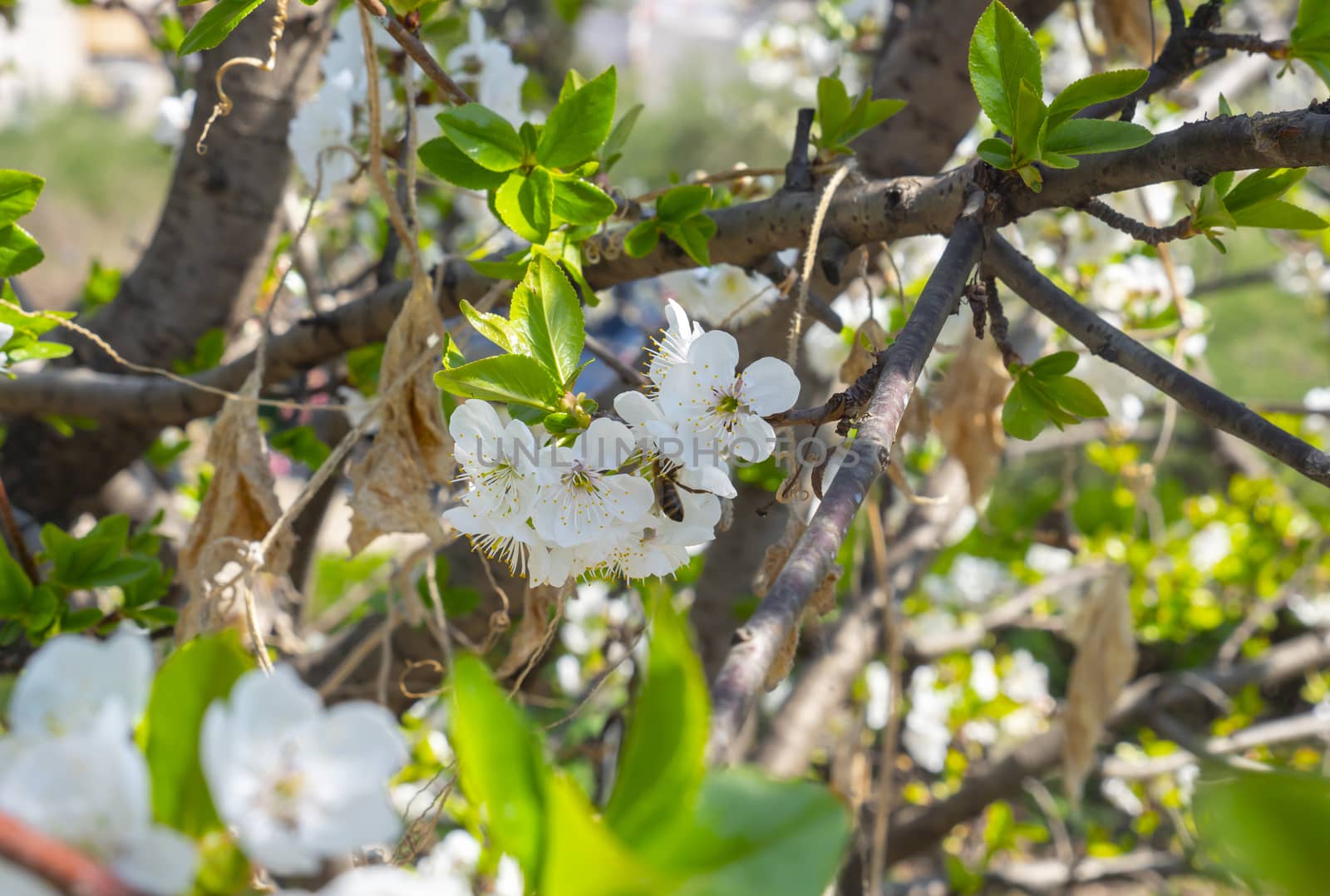 spring cherry flower tree macro close up