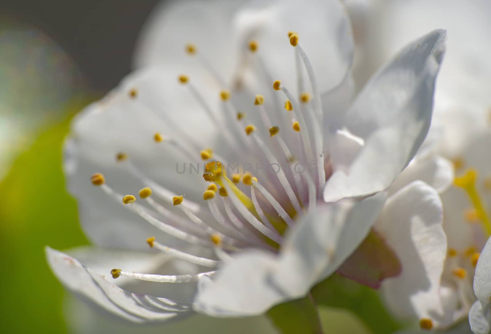 spring cherry flower macro close up by alex_nako