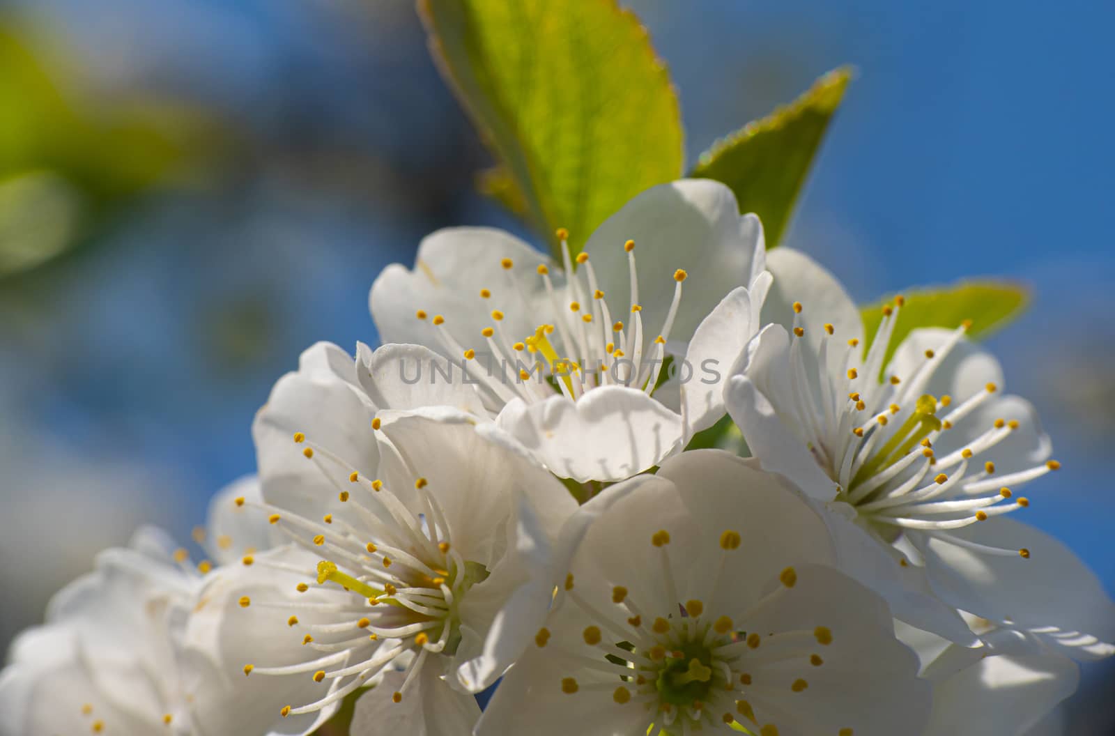 spring cherry flower macro close up by alex_nako