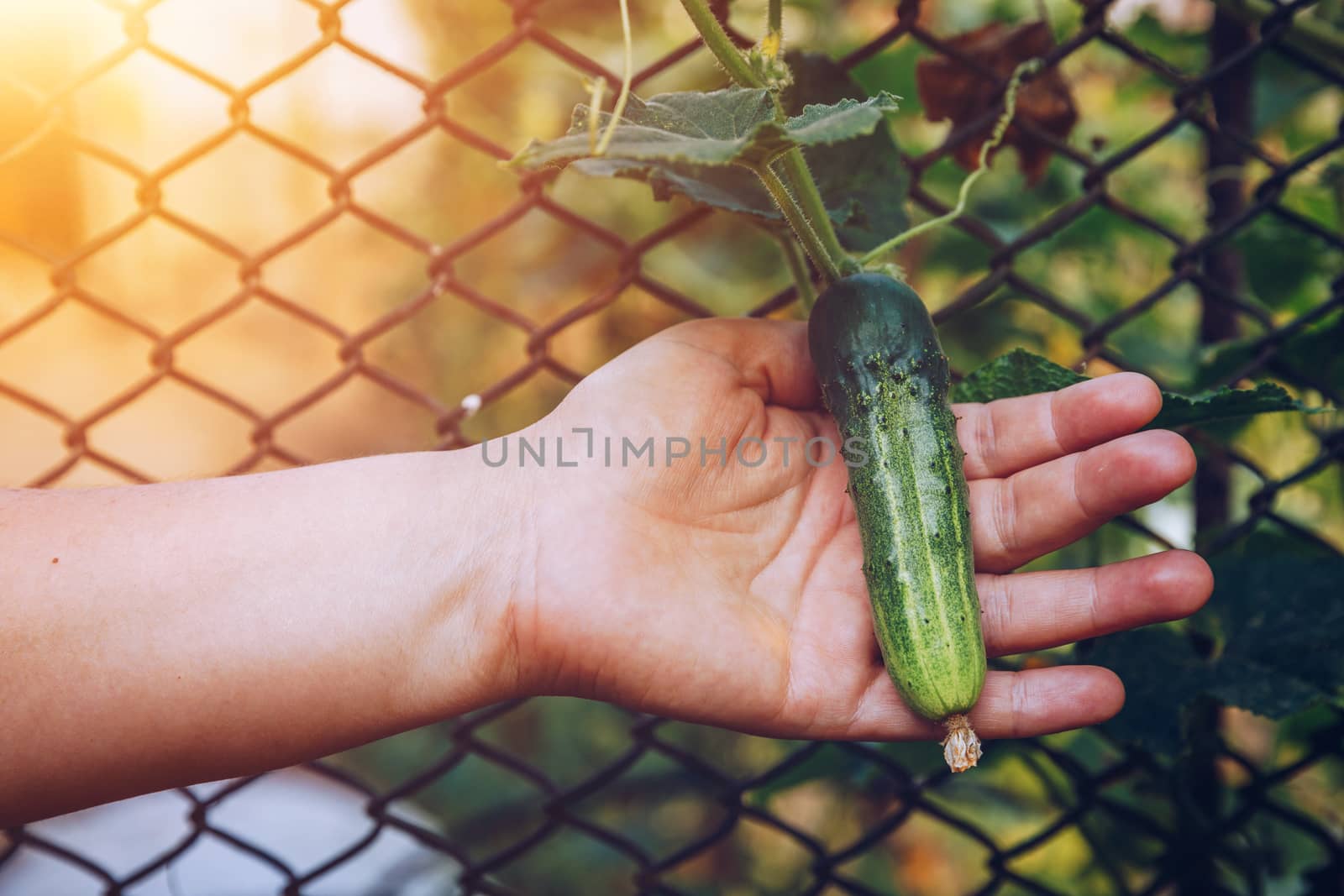 Woman hands holding an organic cucumber, close up hand. Raw Organic Mini Baby Cucumbers Ready to Eat. Ecological vegetable green cucumber.