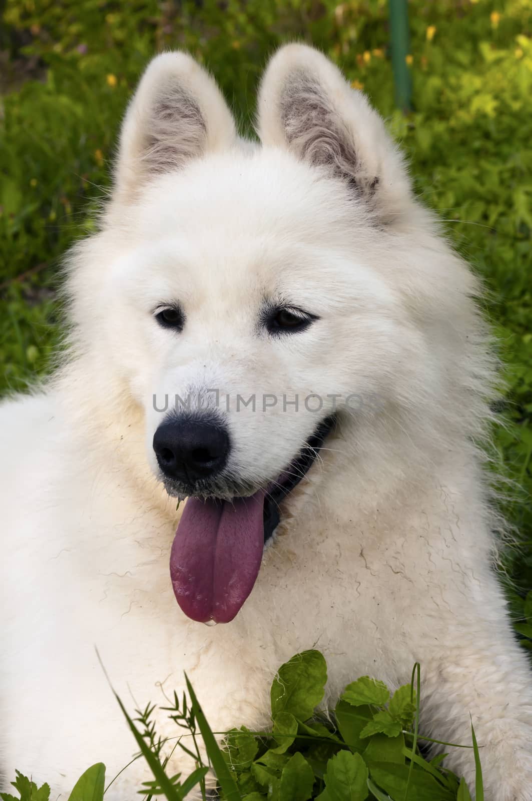 close-up portrait of white Samoyed dog