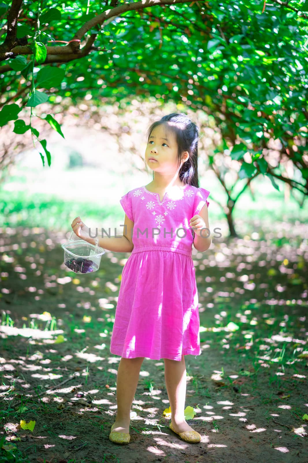 little asian girl looking the mulberry fruit in the garden