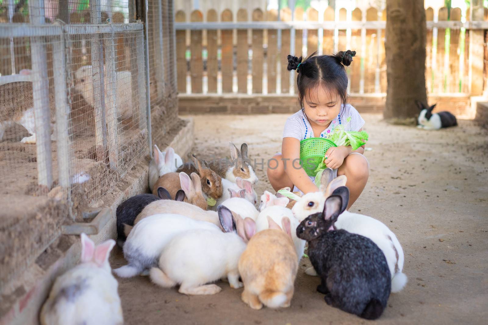 Cute little asian girl feeding rabbit on the farm