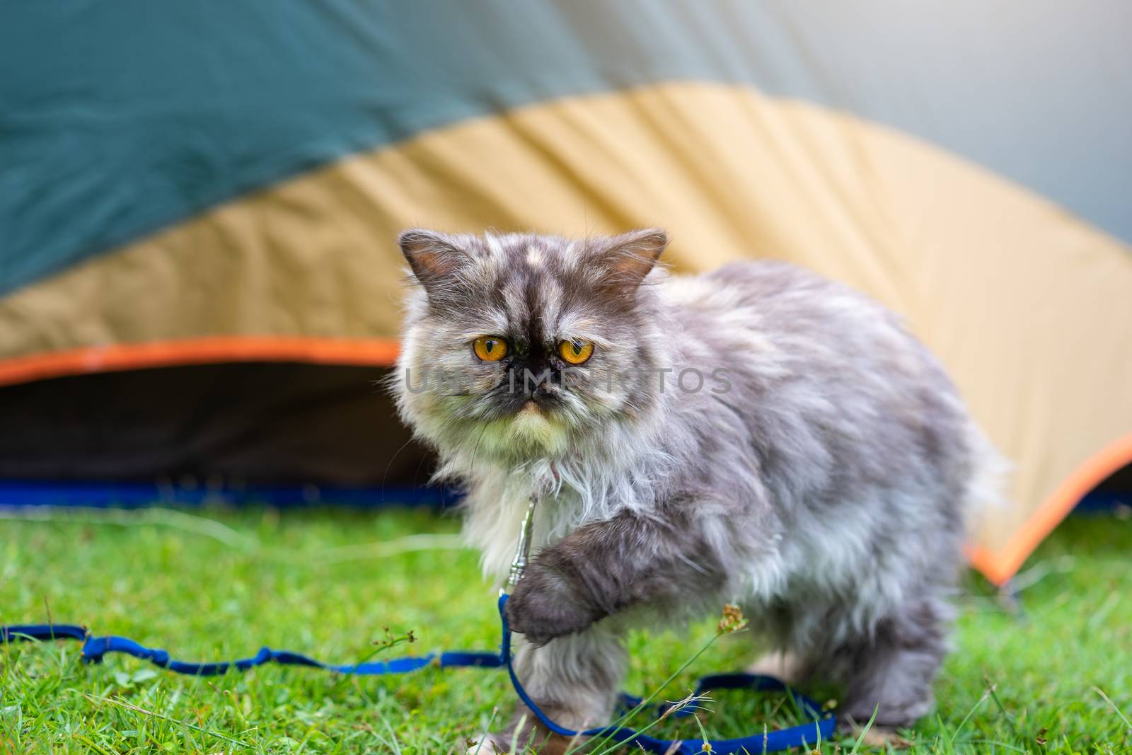 cat walking on grass outdoors while camping in nature park