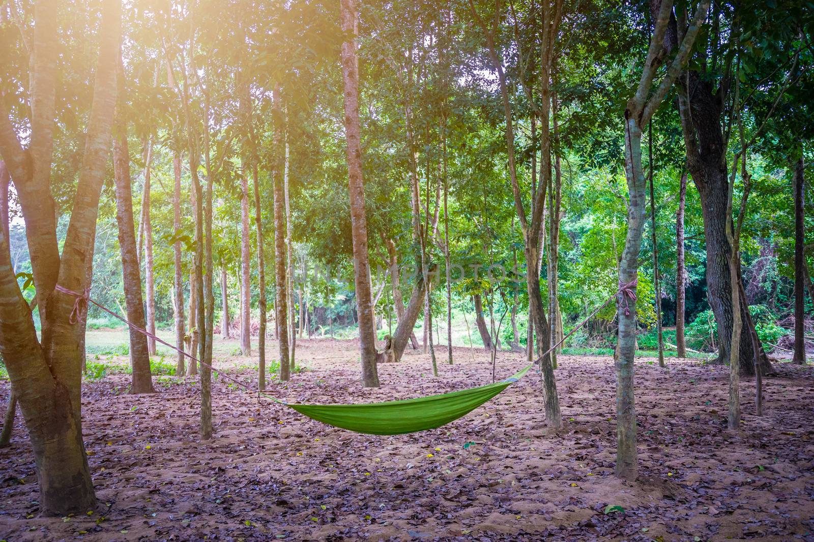 Hammock between two trees in the forest while camping