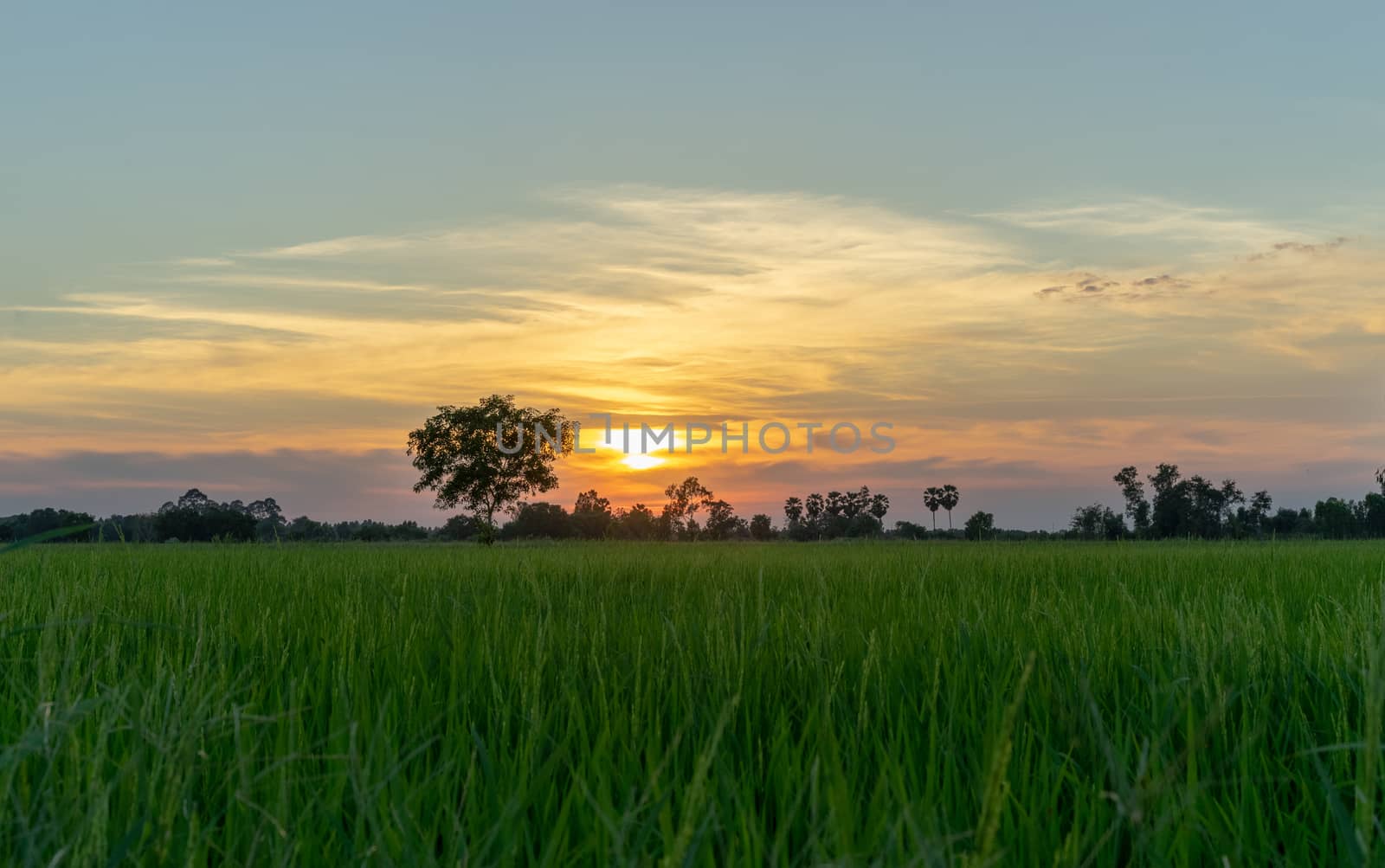 Tree in green field and sunset in countryside