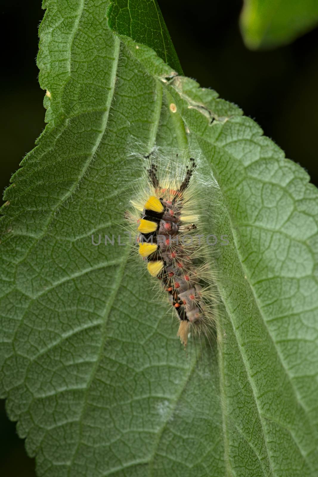 On the underside of this leaf a vapourer catterpillar undertakes the initial stages of weaving a cocoon, with the aim to turn into a rusty tussock moth. Softer light.