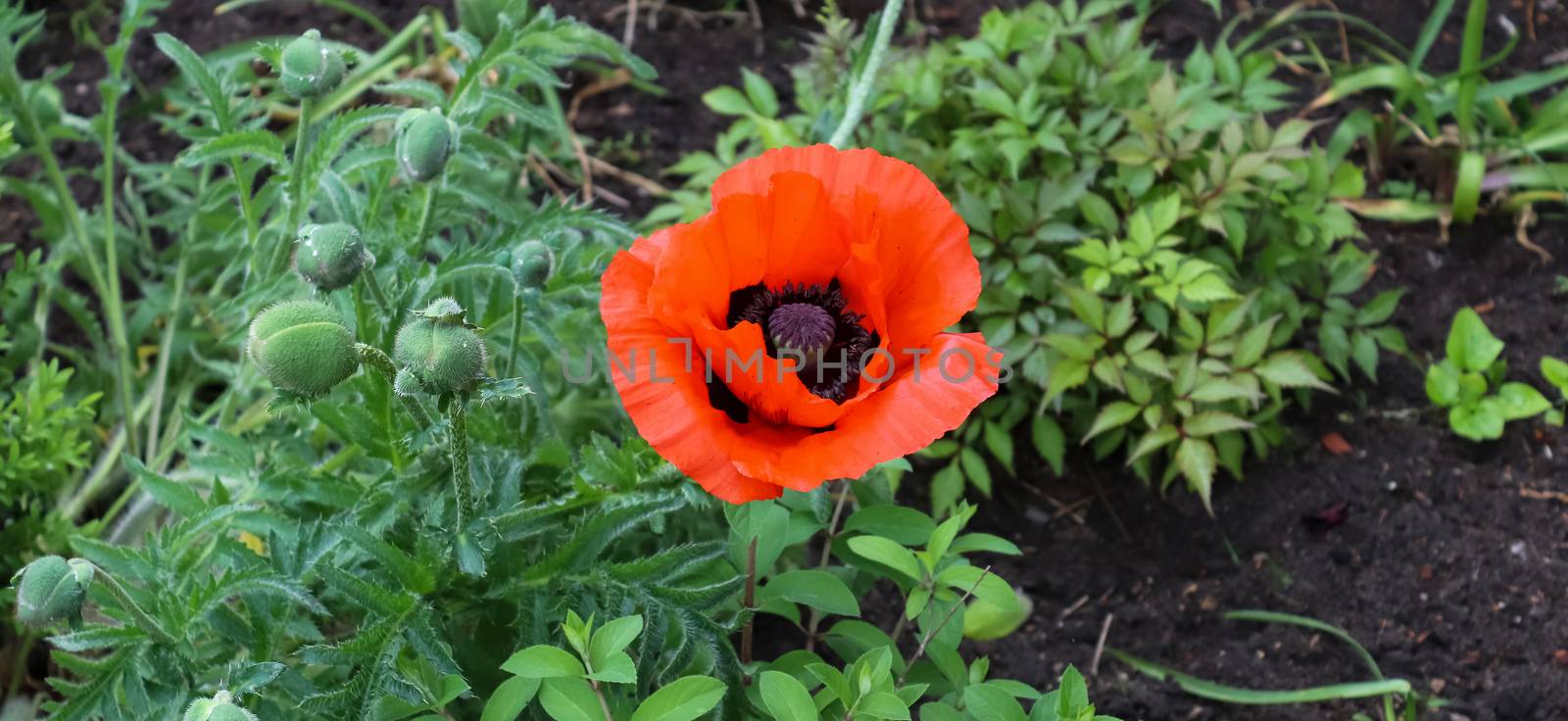 Beautiful red poppy flowers in the sun found in a green garden