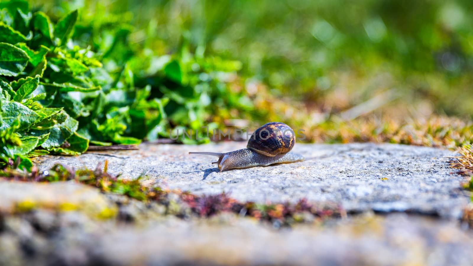 Snail crawling on a hard rock texture in nature; brown striped snail walking on the rocks in rainy day, Brittany (Bretagne), France