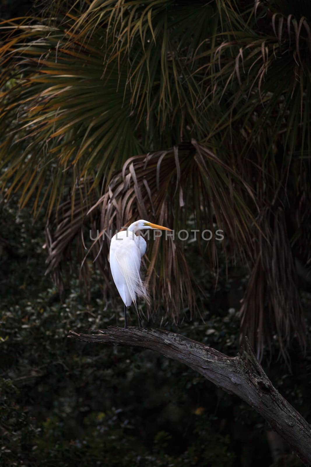 Great white egret wading bird perched on a tree in swamp of Myakka River State Park in Sarasota, Florida.