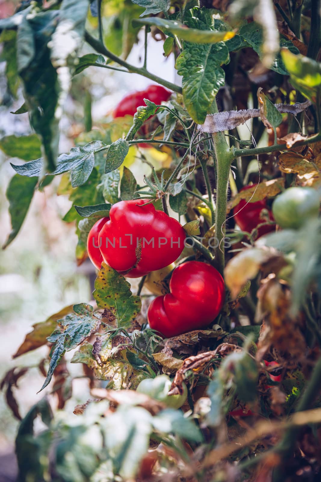 Homegrown Red Fresh Tomato In A Garden. Red organic tomato plant and fruit in the summer light. Bio garden with tomatoes. Homemade tomatoes grown in the garden.