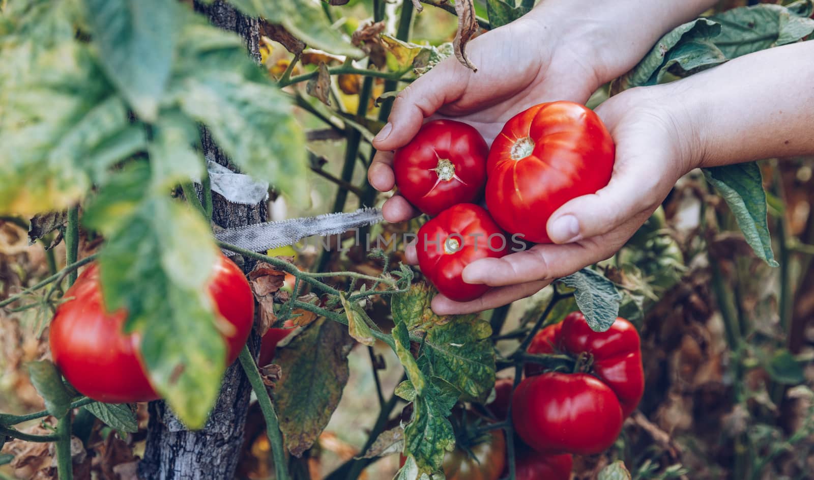 Homegrown Red Fresh Tomato In A Garden. Red organic tomato plant and fruit in the summer light. Bio garden with tomatoes. Homemade tomatoes grown in the garden.