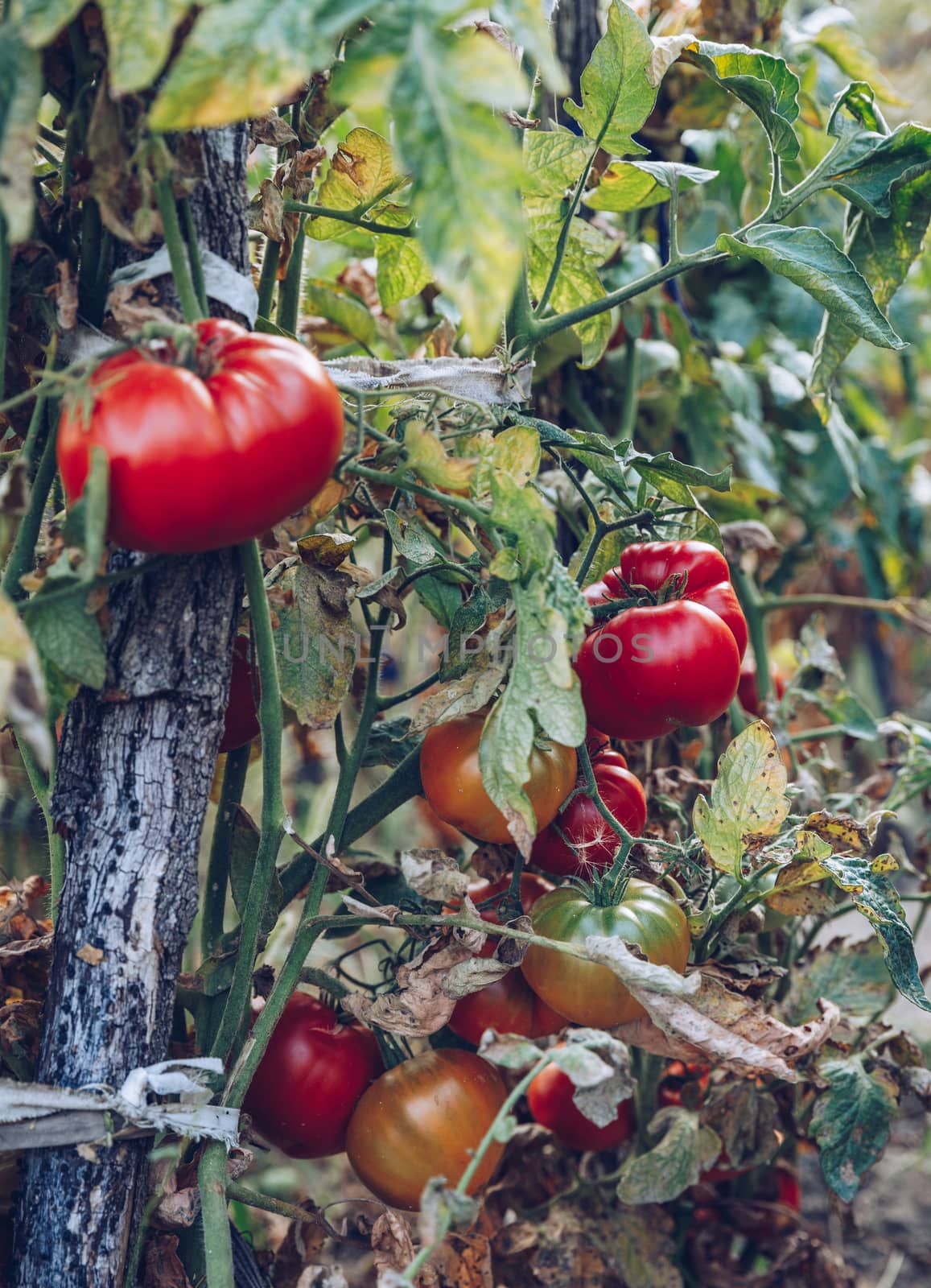Homegrown Red Fresh Tomato In A Garden. Red organic tomato plant and fruit in the summer light. Bio garden with tomatoes. Homemade tomatoes grown in the garden.