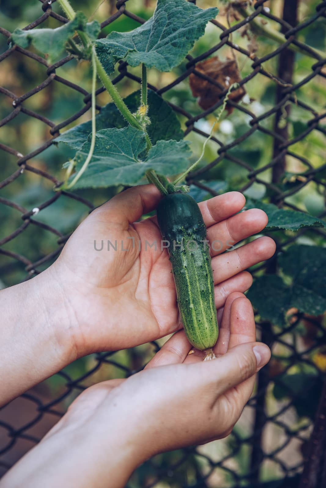 Woman hands holding an organic cucumber, close up hand. Raw Organic Mini Baby Cucumbers Ready to Eat. Ecological vegetable green cucumber.