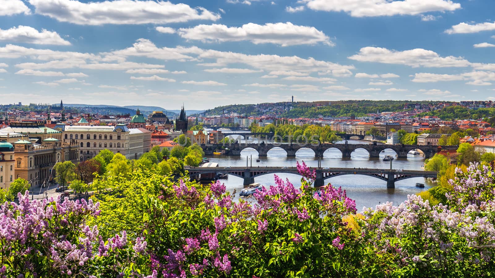 The blooming bush of lilac against Vltava river and Charles bridge, Prague