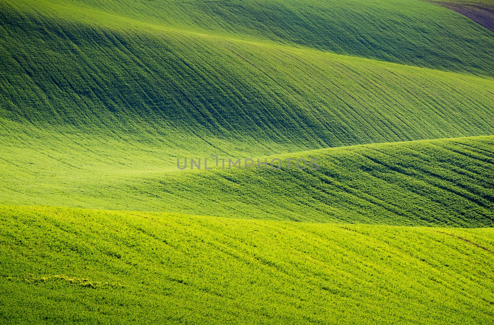 Rolling hills of green wheat fields. Amazing fairy minimalistic landscape with waves hills, rolling hills. Abstract nature background. South Moravia, Czech Republic