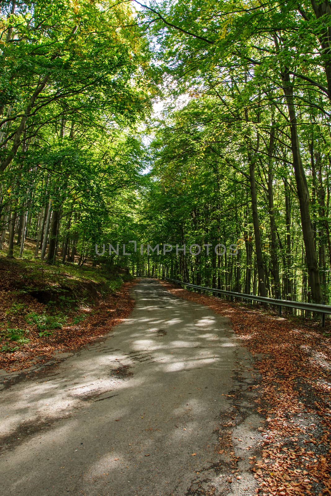 A road in Bukk hills, Hungary