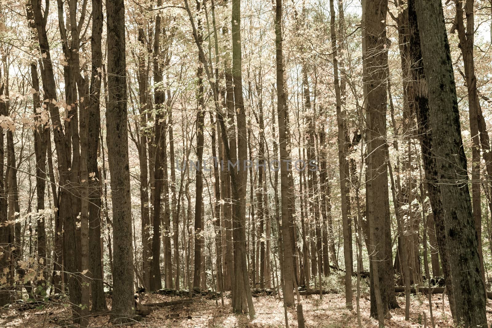 Autumn forest scene on a trail in New England countryside, USA.