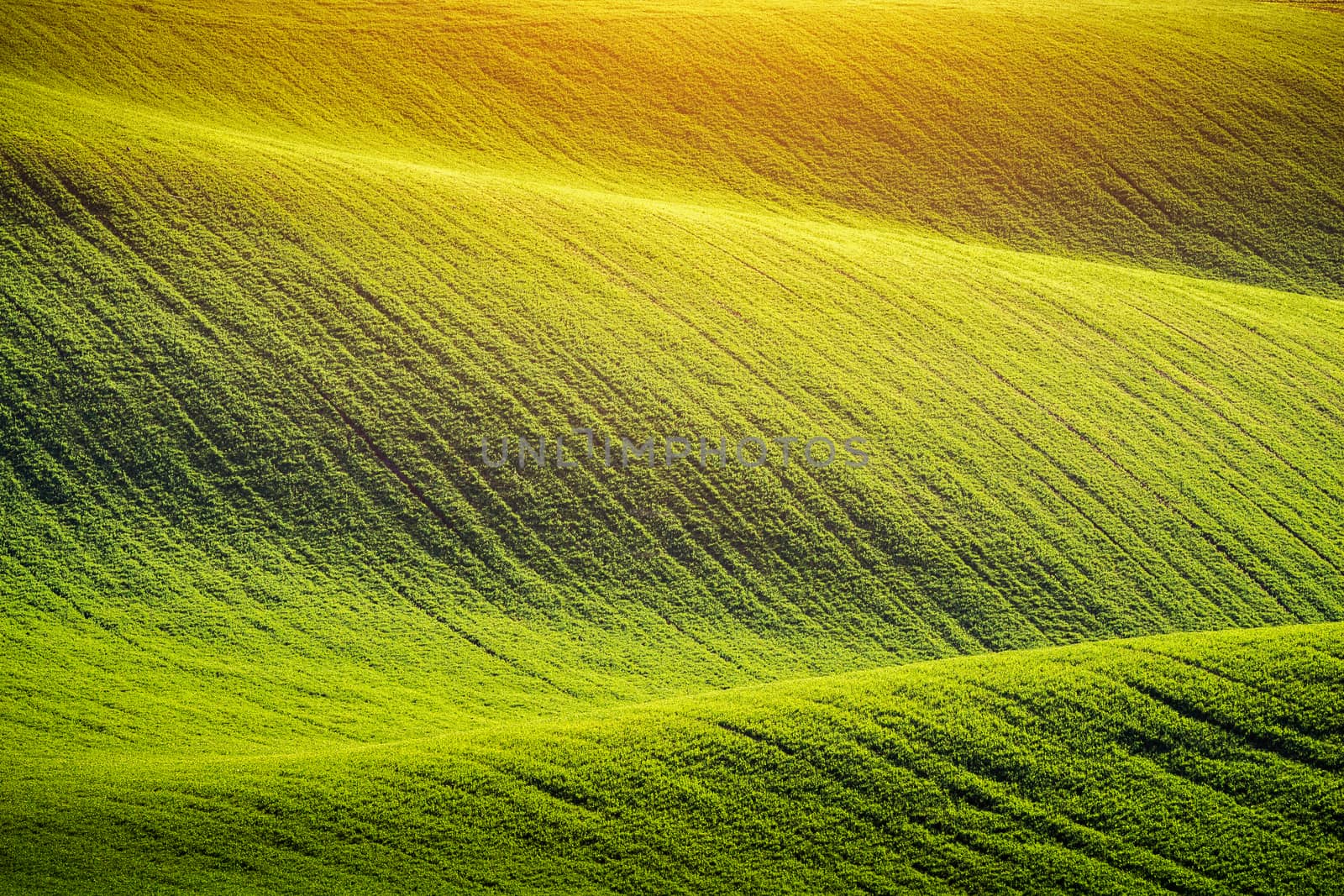 Endless Green Fields, Rolling Hills, Tractor Tracks, Spring Landscape under Blue Sky. South Moravia, Czech Republic