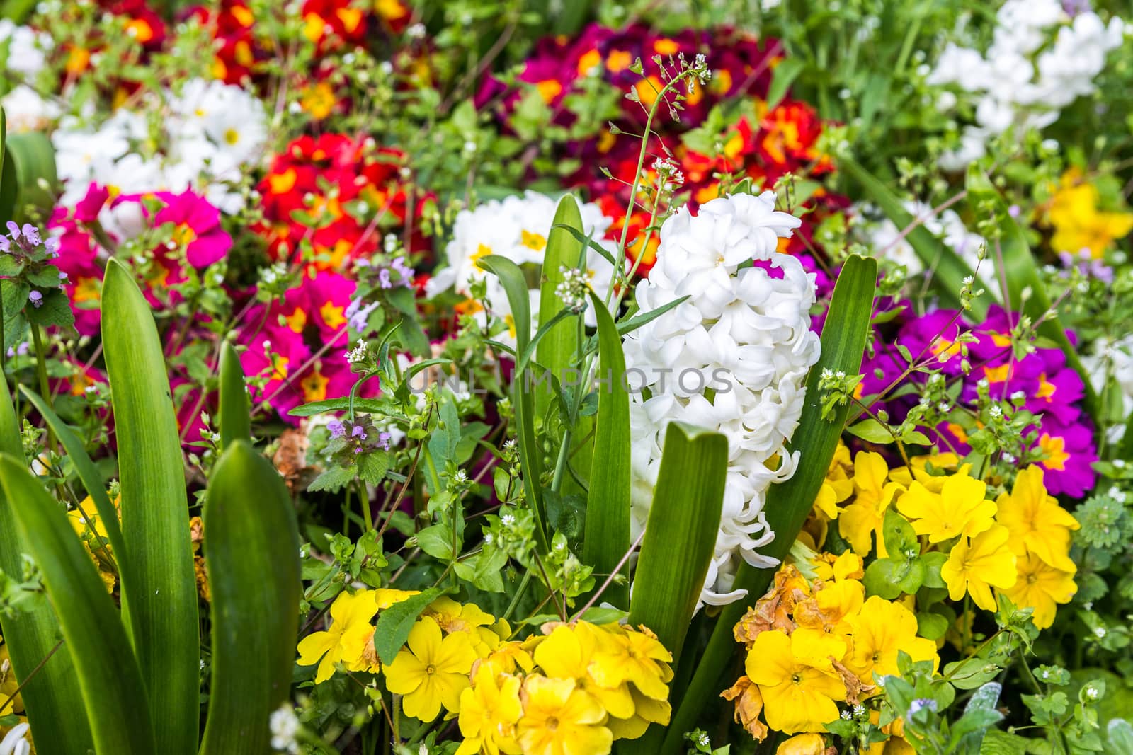 Colorful flowers in the park. Spring landscape.