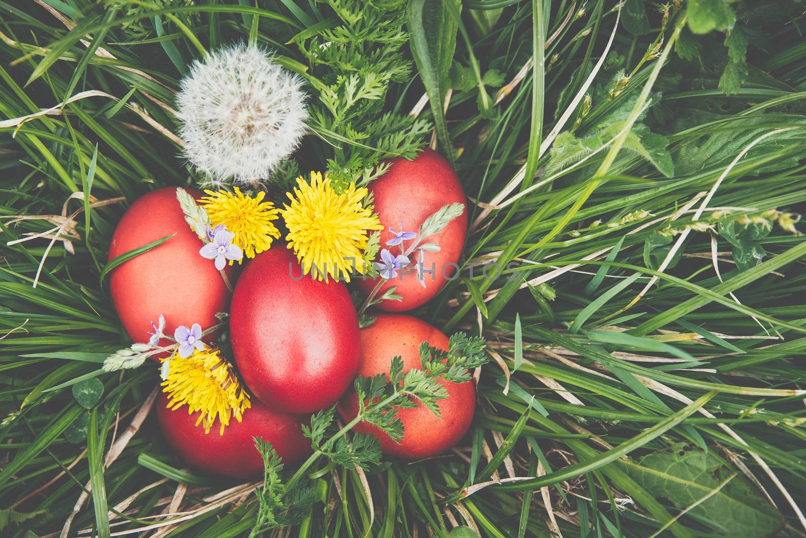 Red easter eggs on the grass with flowers and blowballs, naturally colored easter eggs with onion husks. Happy Easter, Christian religious holiday.