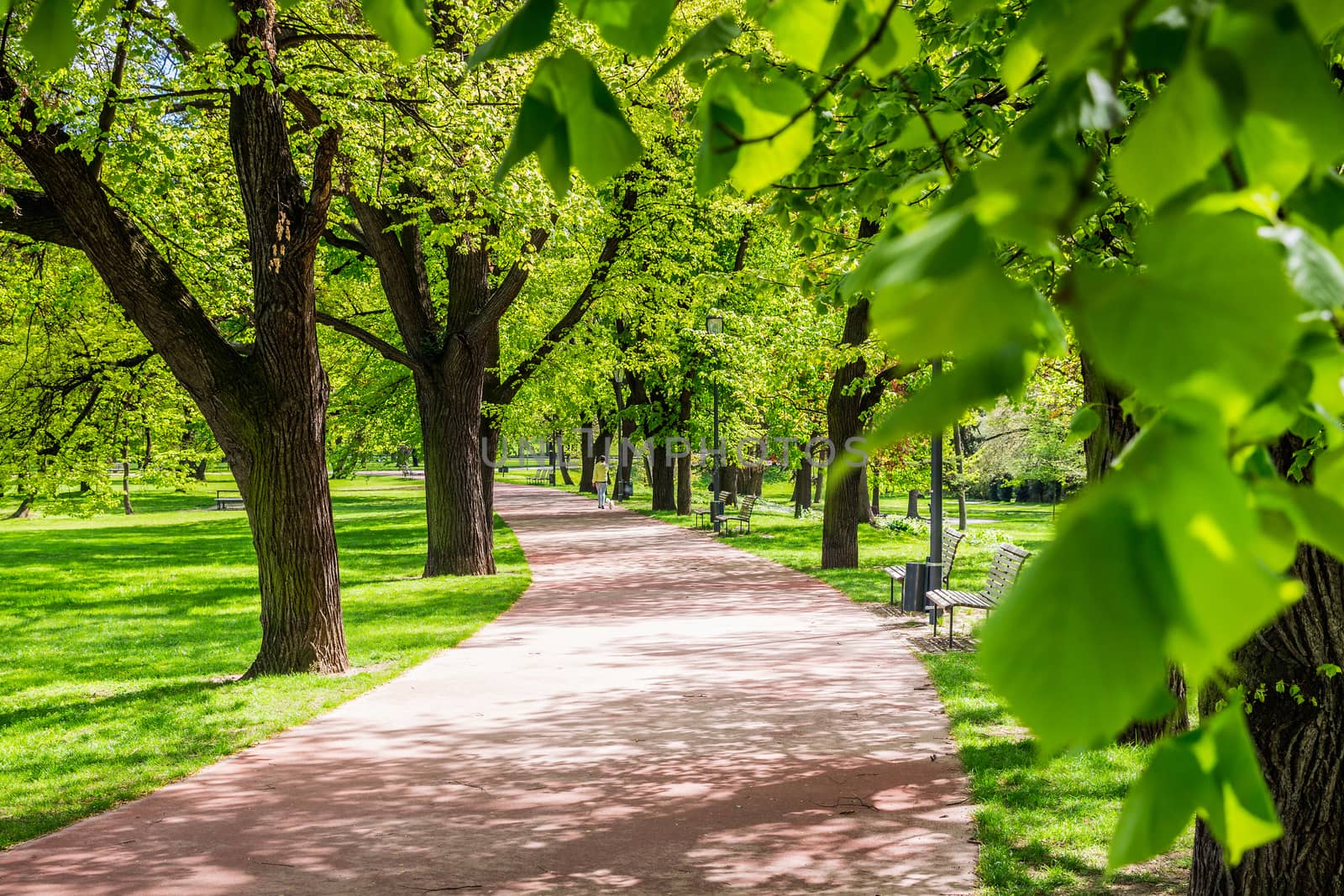 Park in the spring with green lawn, sun light. Stone pathway in a green park