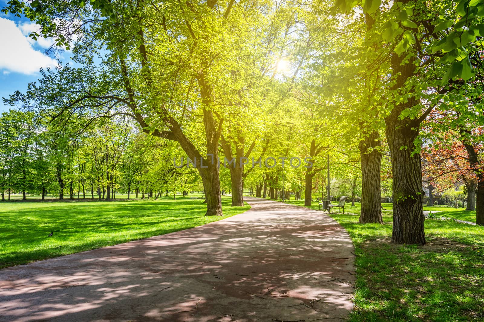 Park in the spring with green lawn, sun light. Stone pathway in a green park