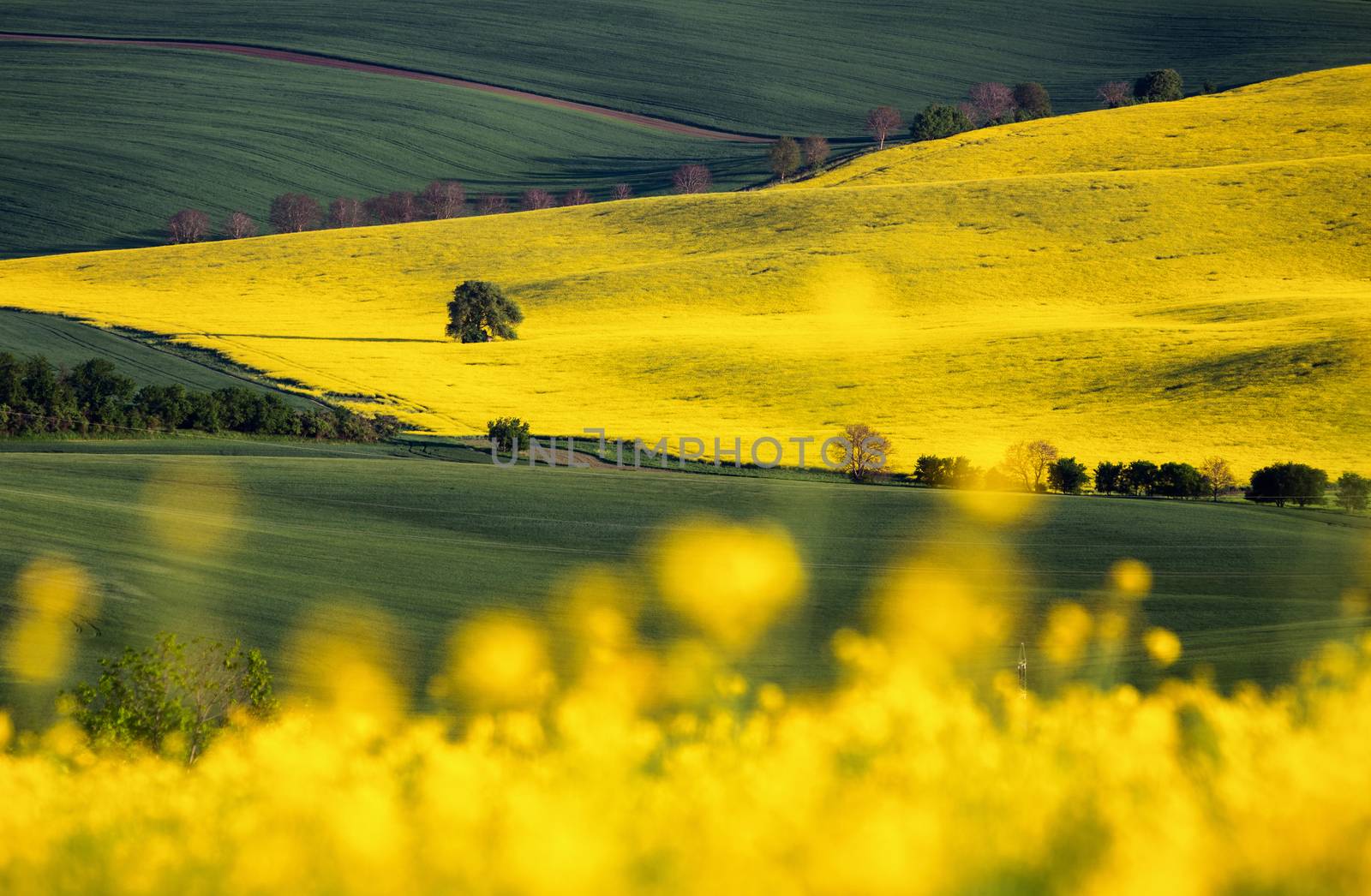 Rapeseed field, Blooming canola flowers close up. Rape on the field in summer. Bright Yellow rapeseed oil. Flowering rapeseed