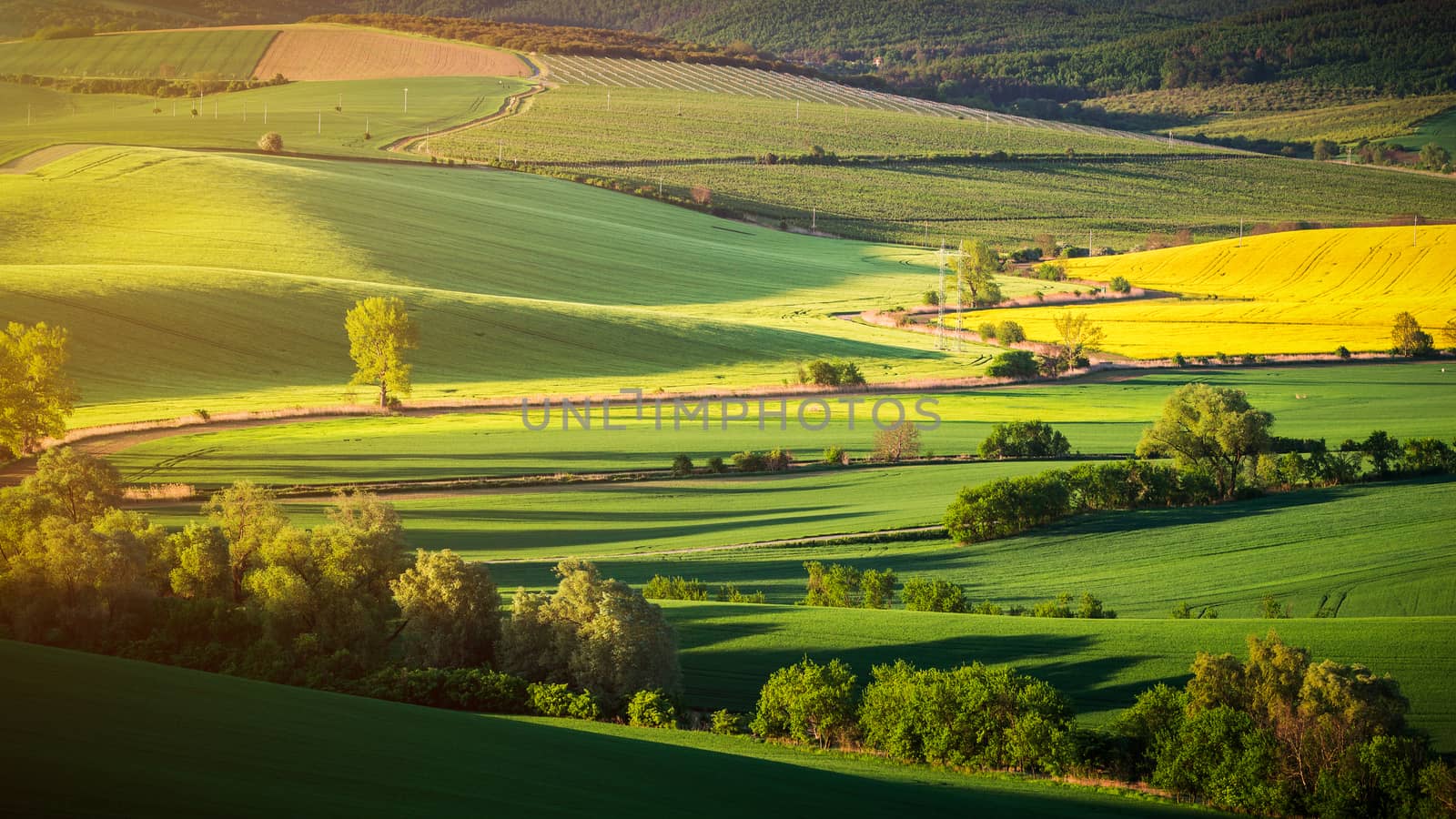 Endless Green Fields, Rolling Hills, Tractor Tracks, Spring Landscape under Blue Sky. South Moravia, Czech Republic