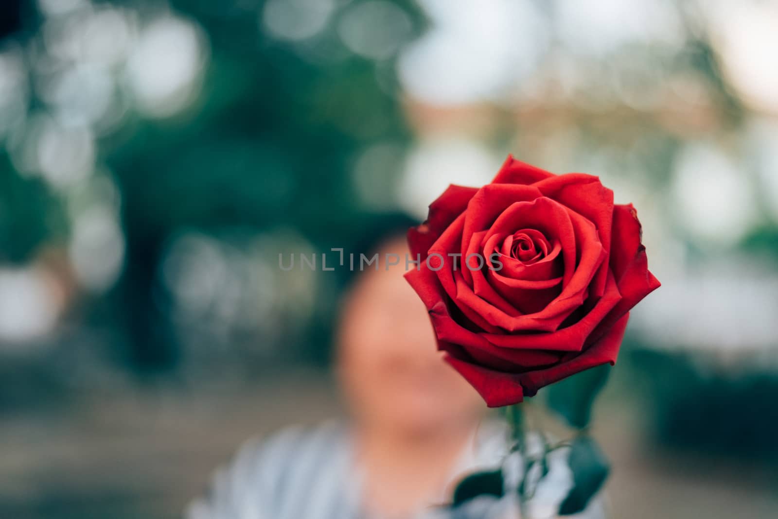 Red rose flower nature beautiful flowers from the garden and human hand holding red rose flower for give with copy space in Valentine's Day, Wedding or Romantic Love concept