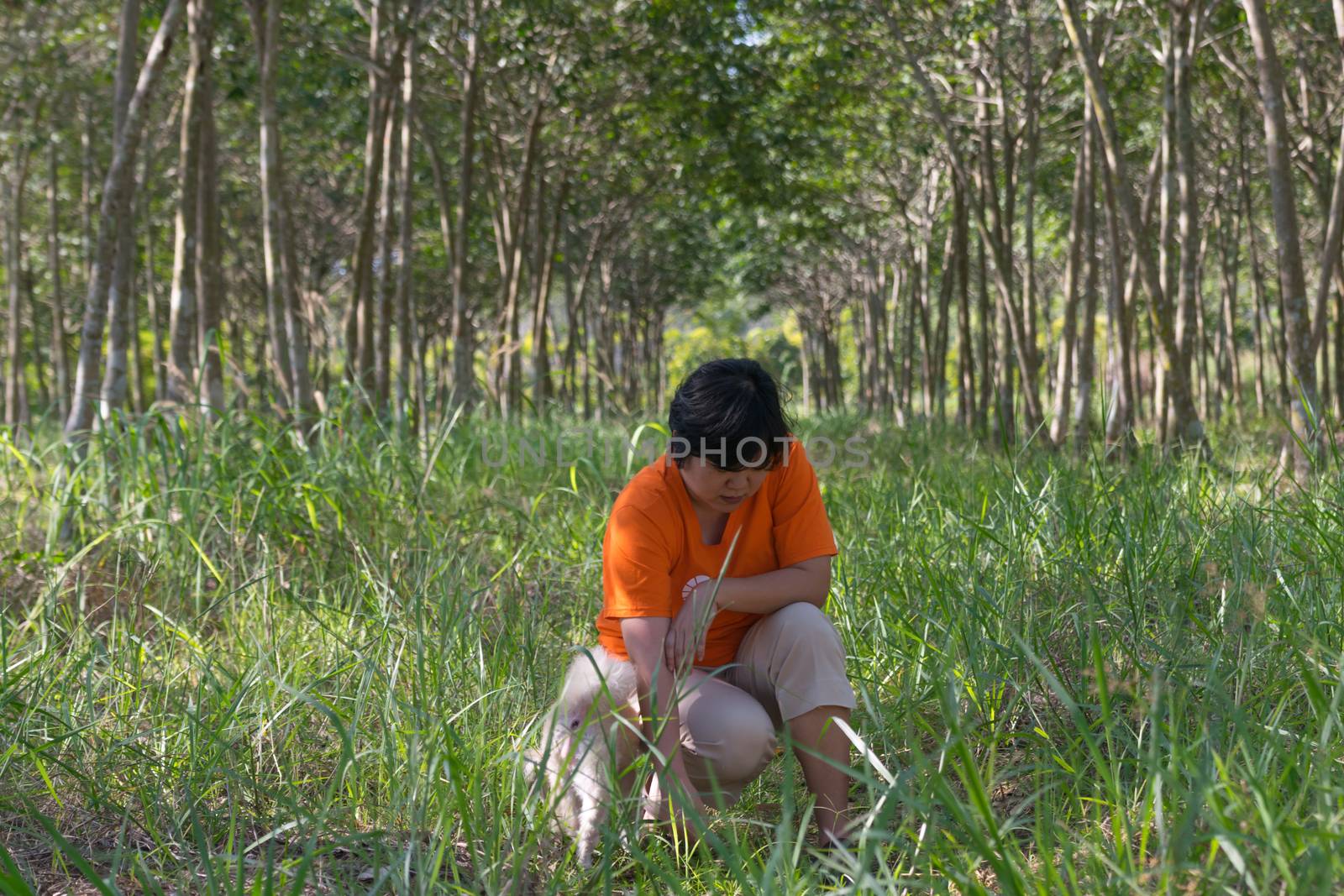 Asia woman plump body and her dog at rubber tree in row at a rubber tree plantation natural latex.