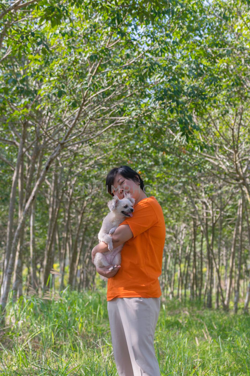 Asia woman plump body and her dog at rubber tree in row at a rubber tree plantation natural latex.